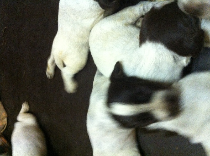 LES CHIOTS DES SUBLIMES MOUSTACHES