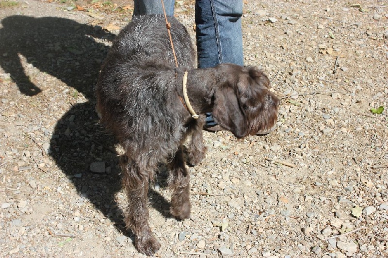 mes chiens